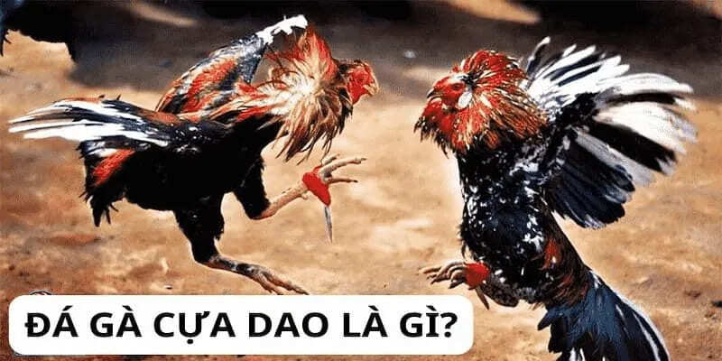 đá gà cựa dao Đá gà cựa dao là gì và vì sao thu hút người chơi?